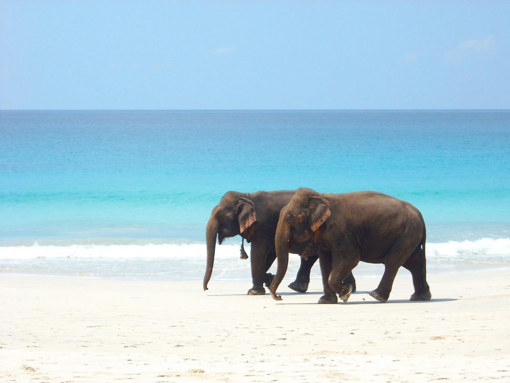 havelock island elephant beach